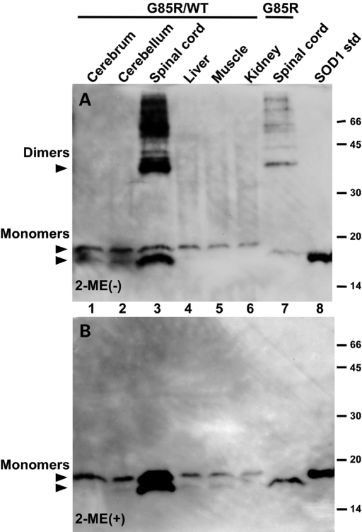 Figure 5.