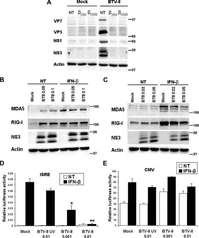 FIG 1