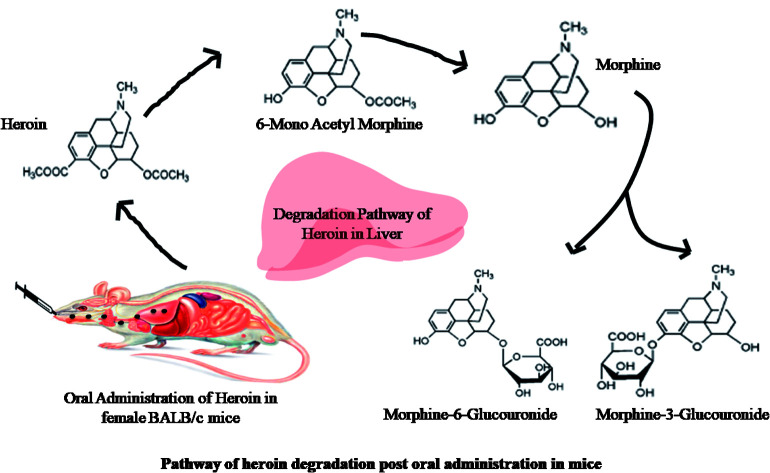 graphic file with name c8ra02018c-ga.jpg