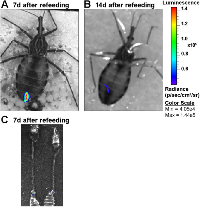 Fig 4