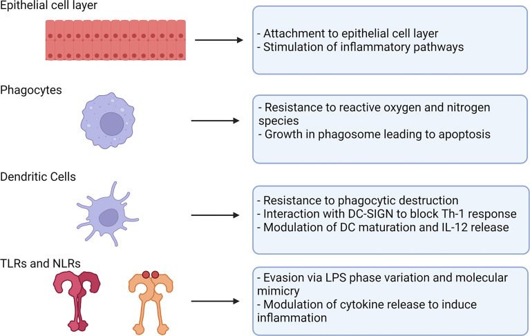 Figure 1