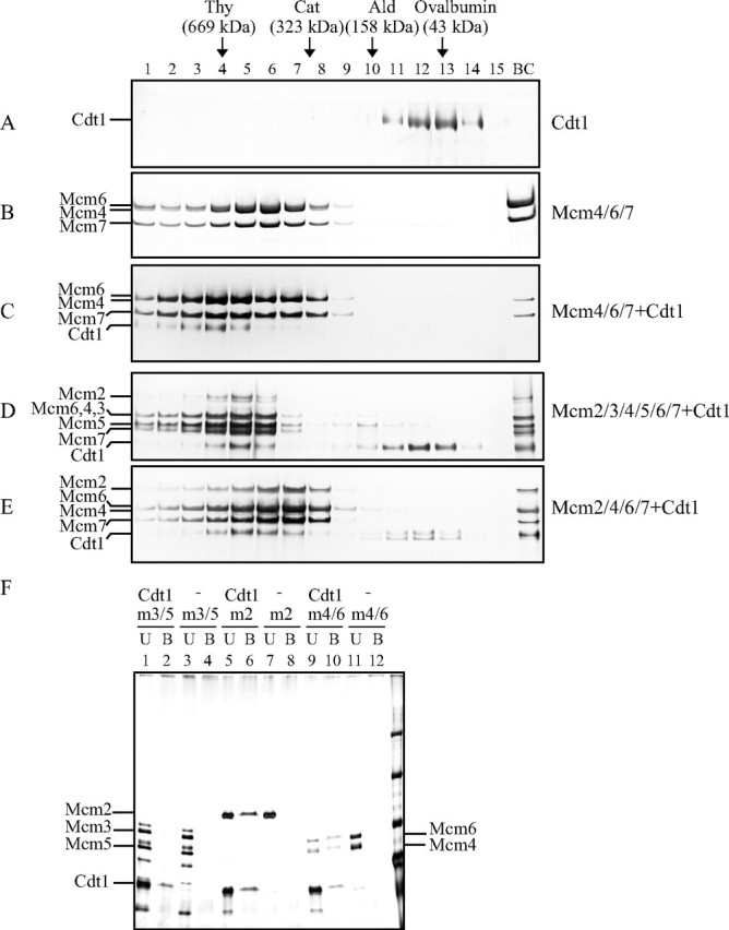 FIGURE 1.