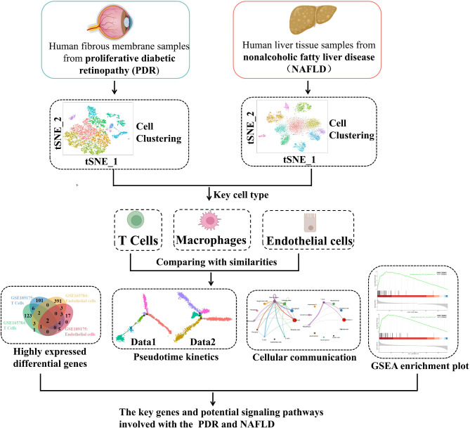 Exploring the hepatic-ophthalmic axis through immune modulation and ...