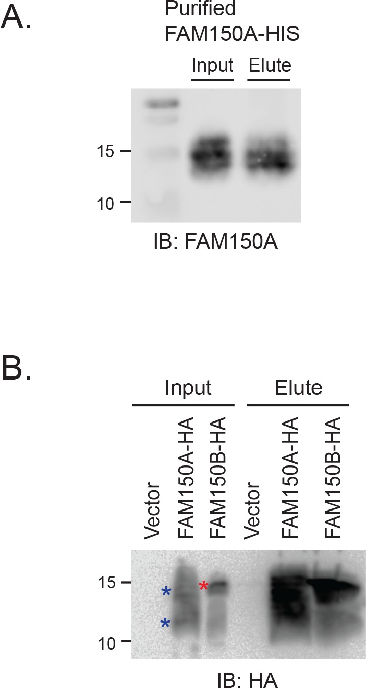 Figure 2—figure supplement 1.