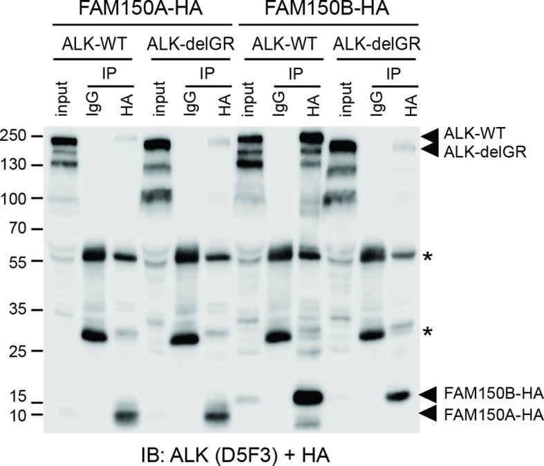 Figure 4—figure supplement 4.