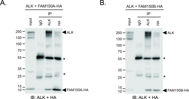 Figure 4—figure supplement 2.