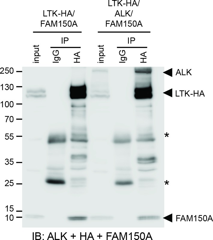 Figure 4—figure supplement 3.