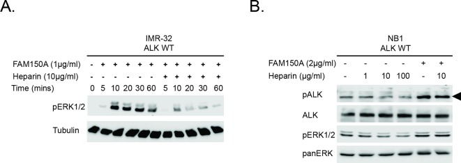 Figure 2—figure supplement 2.