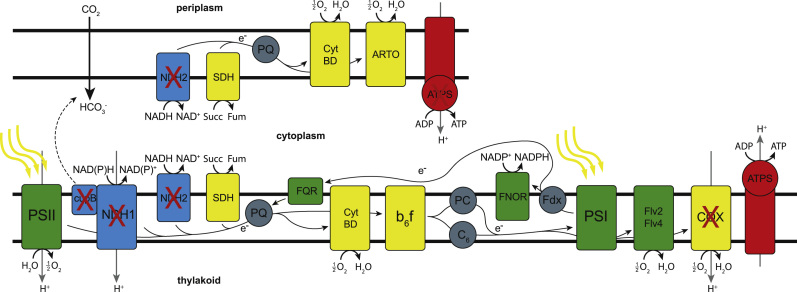 Fig. 6.