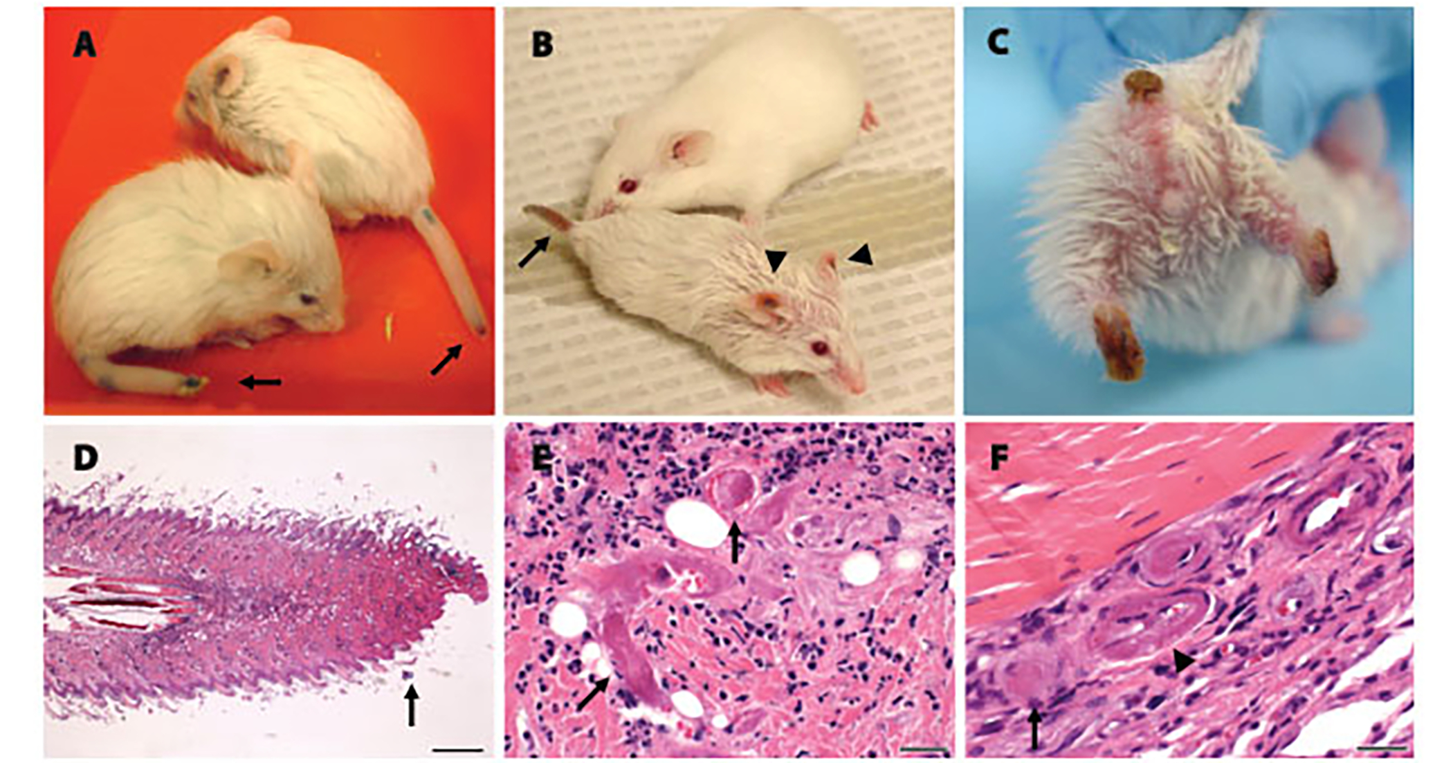 Fig 3.