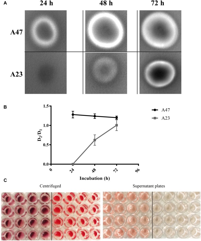 FIGURE 4