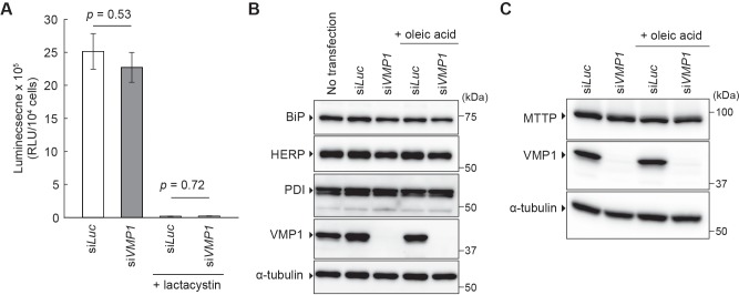Figure 6—figure supplement 1.