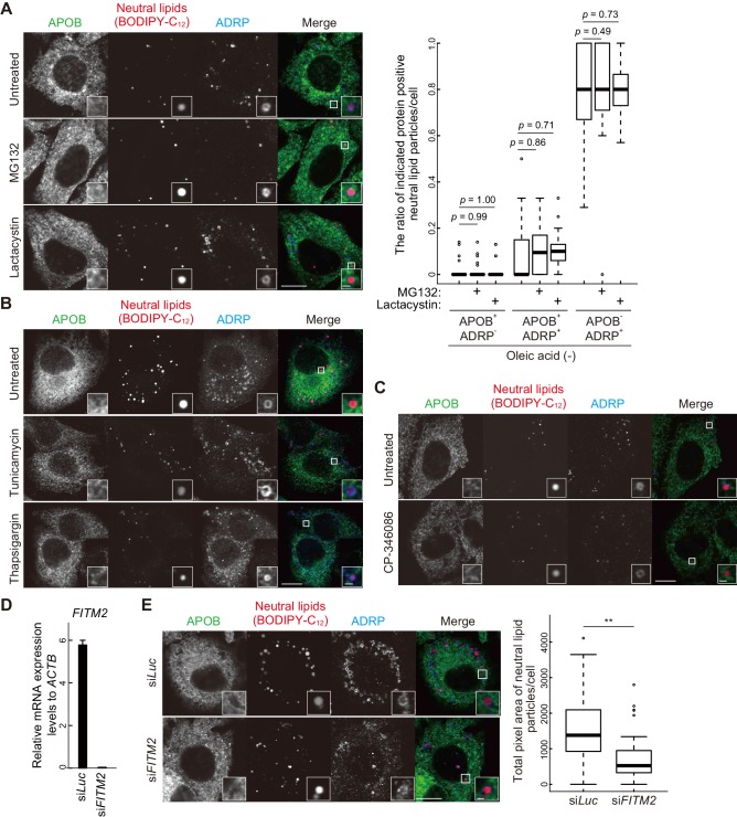 Figure 6—figure supplement 2.