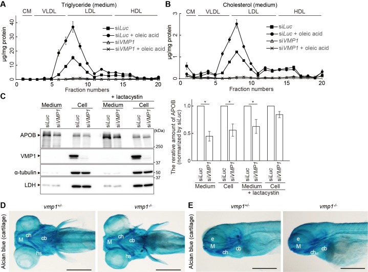 Figure 4—figure supplement 1.