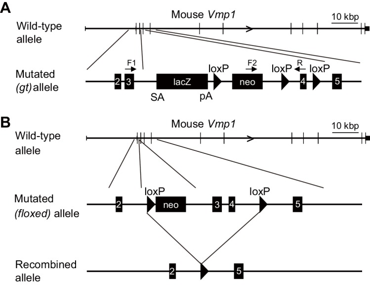 Figure 3—figure supplement 1.