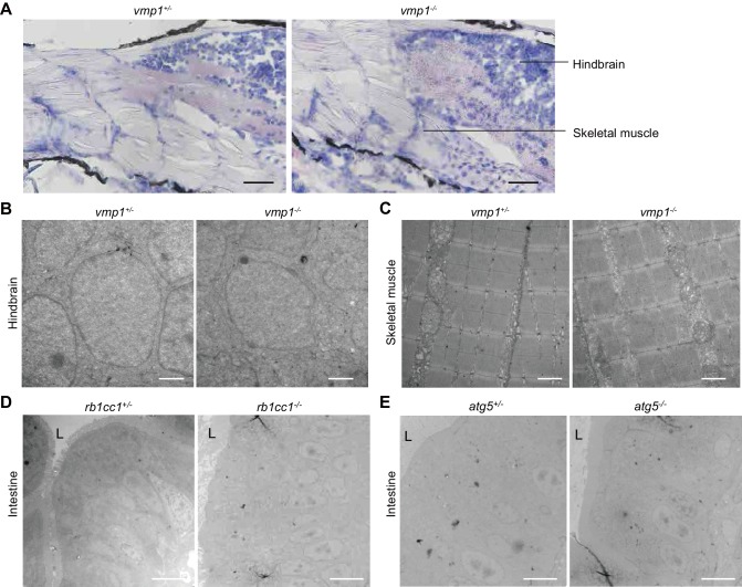 Figure 2—figure supplement 1.