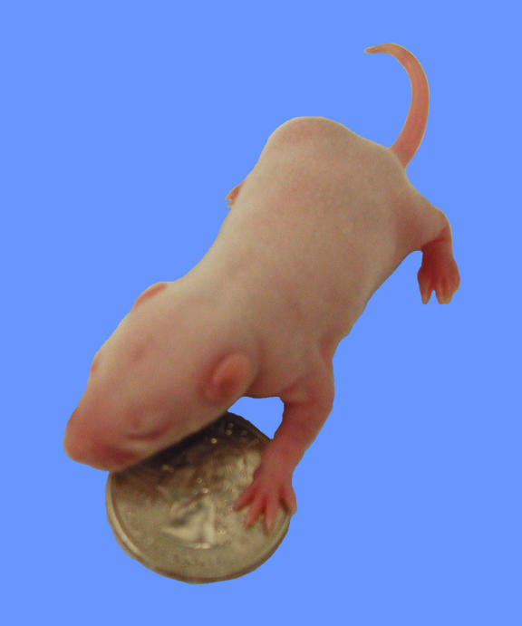 Though naked, helpless, and blind, this week-old rat (pictured with a quarter) already has the fundamental neural components of adult sleep (Photo: Mark Blumberg)