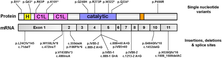 Figure 7