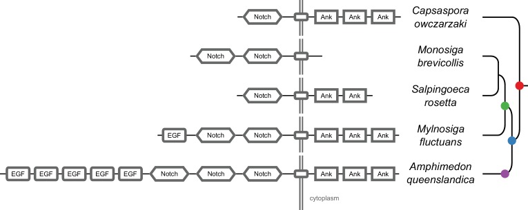 Figure 2—figure supplement 8.