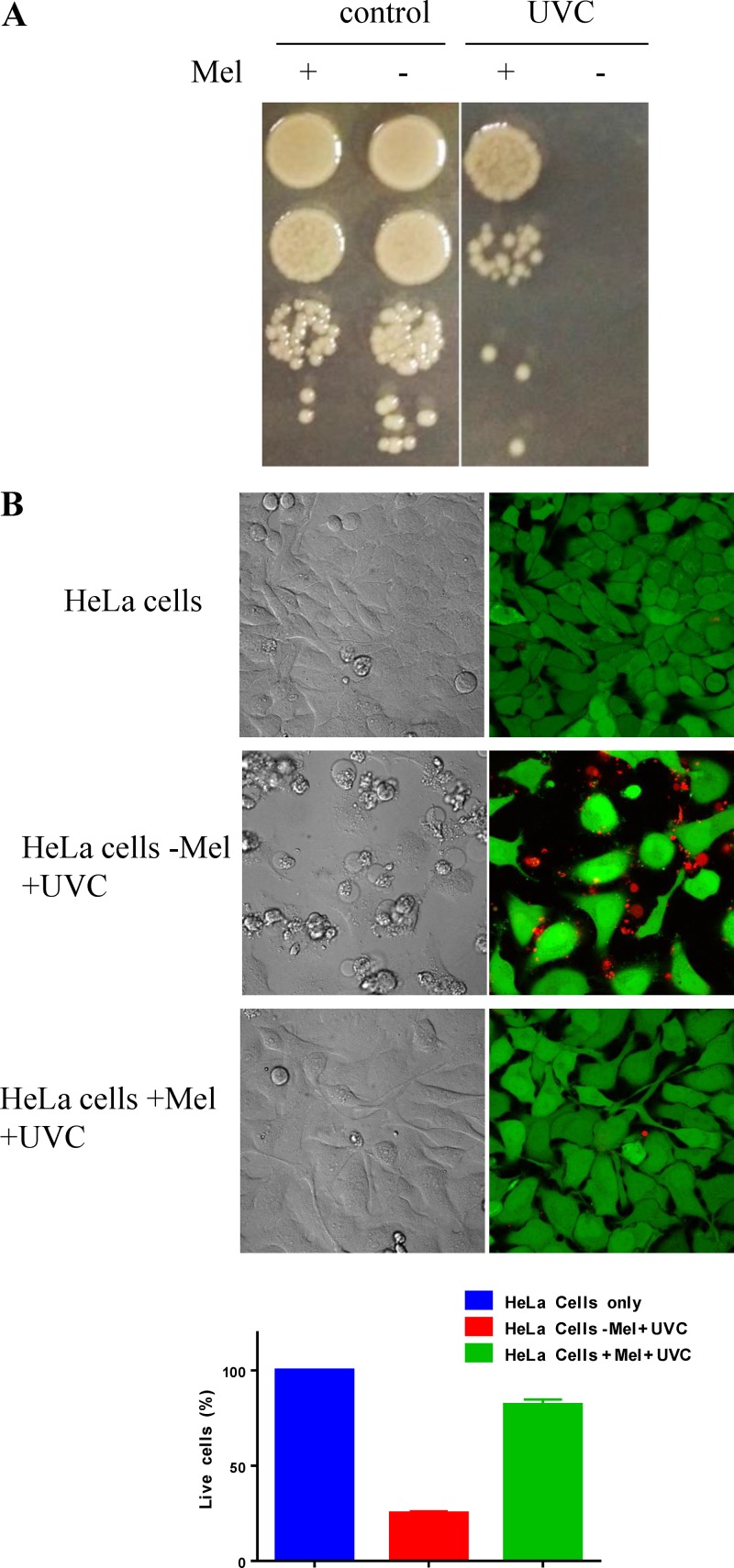 FIG 6