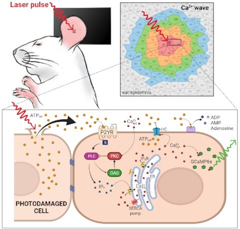 Graphical Abstract