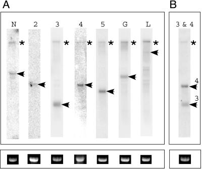 FIG. 5.