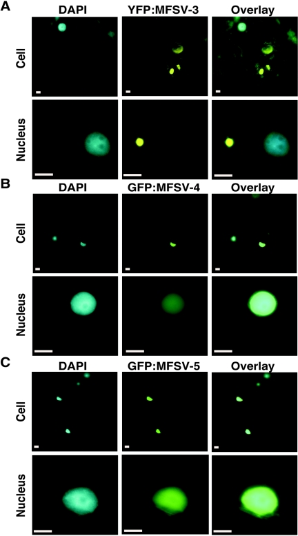 FIG. 7.