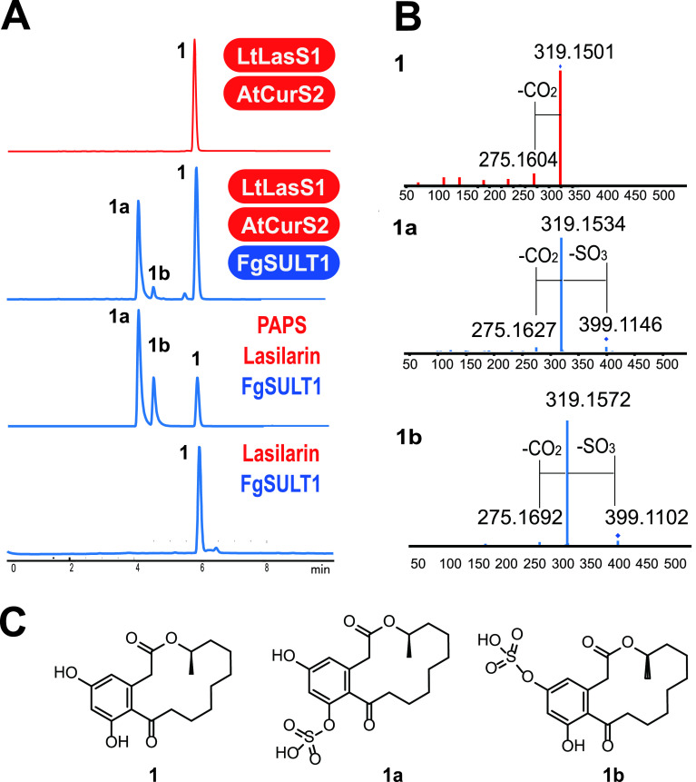 FIG 1