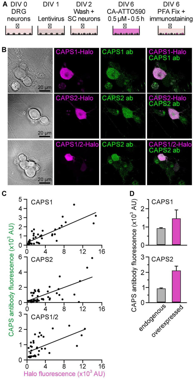 FIGURE 3