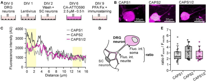 FIGURE 4