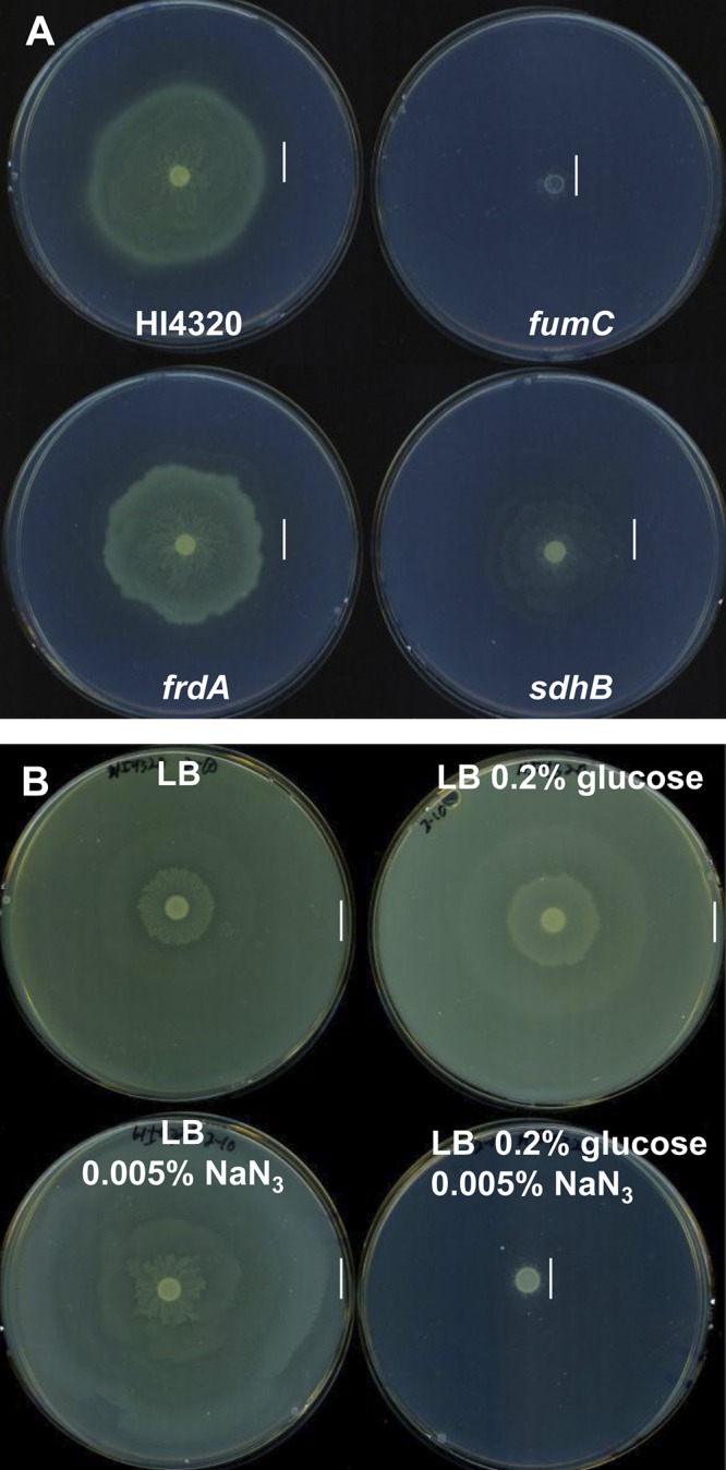 FIG 5 