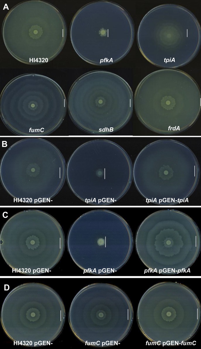 FIG 2 