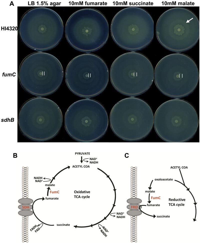 FIG 4 