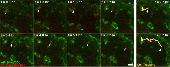 Figure 6