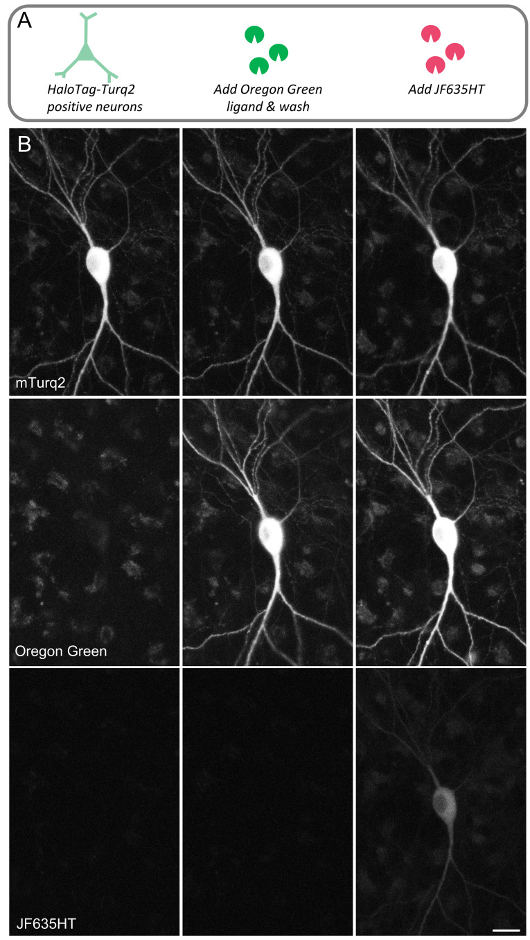 Figure 3. 