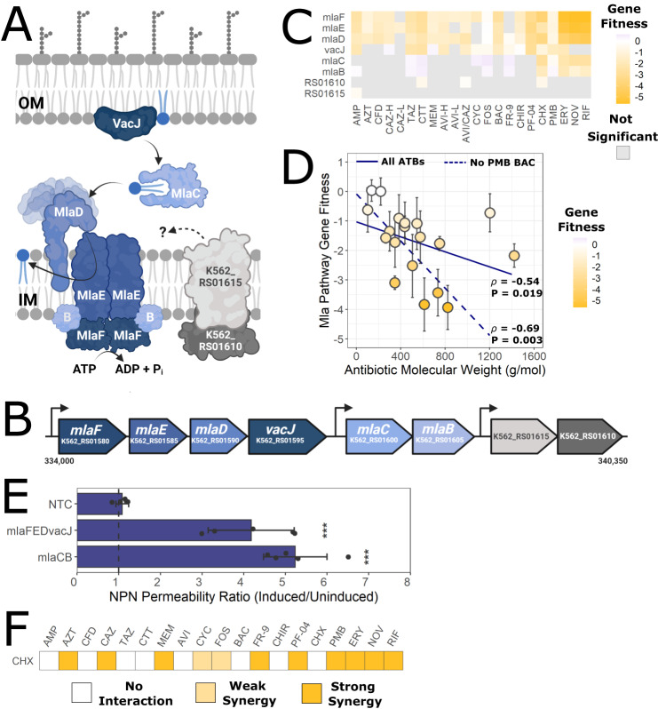 Profiling Cell Envelope Antibiotic Interactions Reveals Vulnerabilities