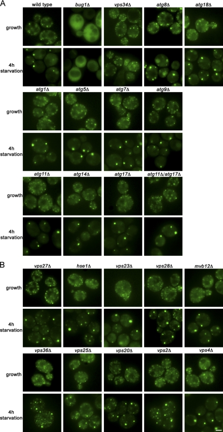 Figure 6.