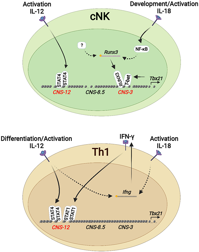 graphic file with name nihms-1796870-f0001.jpg