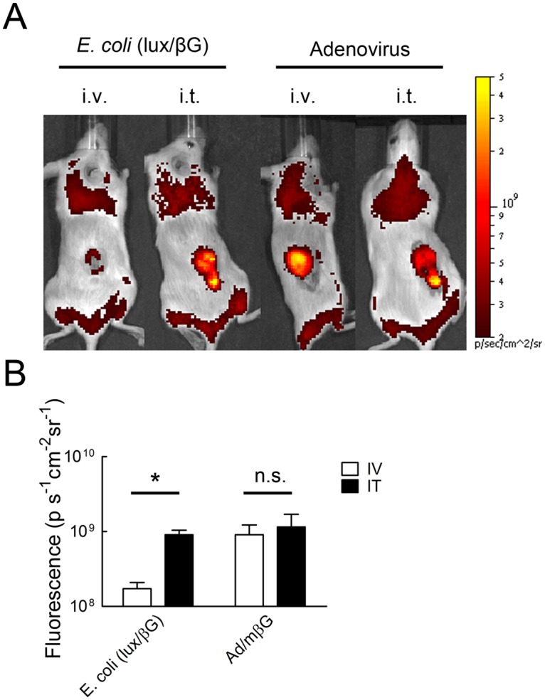 Fig 9