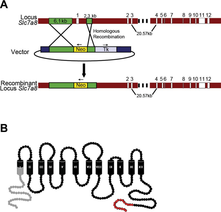 Figure 1—figure supplement 1.