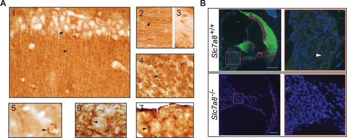 Figure 1—figure supplement 2.