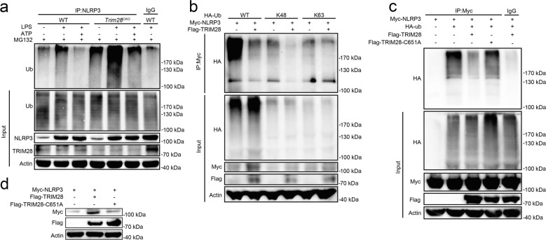 Fig. 5