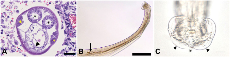 Figure 3.