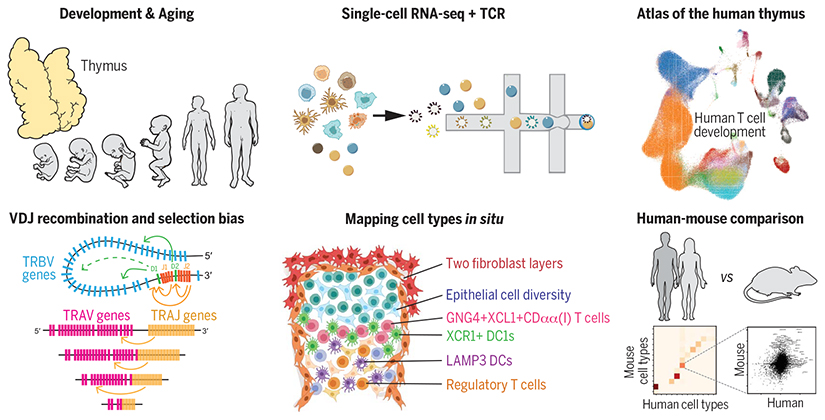 Constructing the human thymus cell atlas.