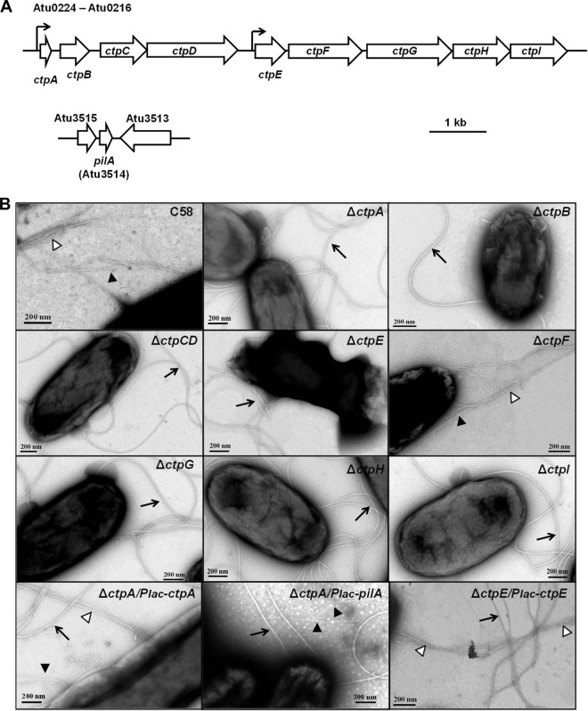 FIG 2