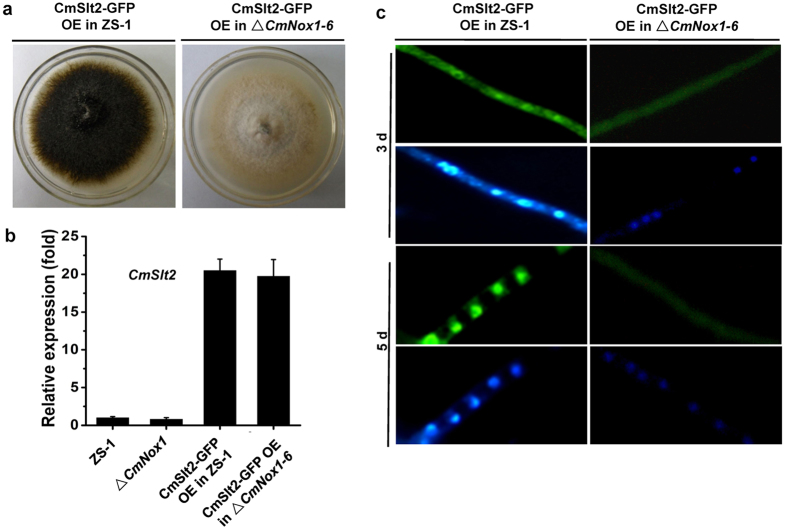 Figure 5