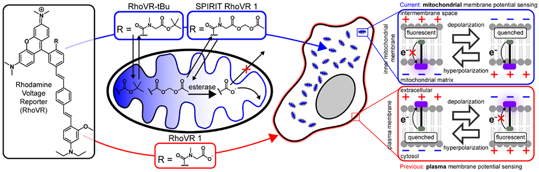 Scheme 1.