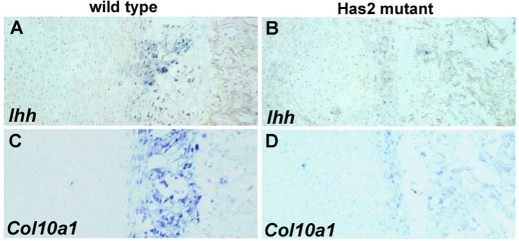 Fig. 10.