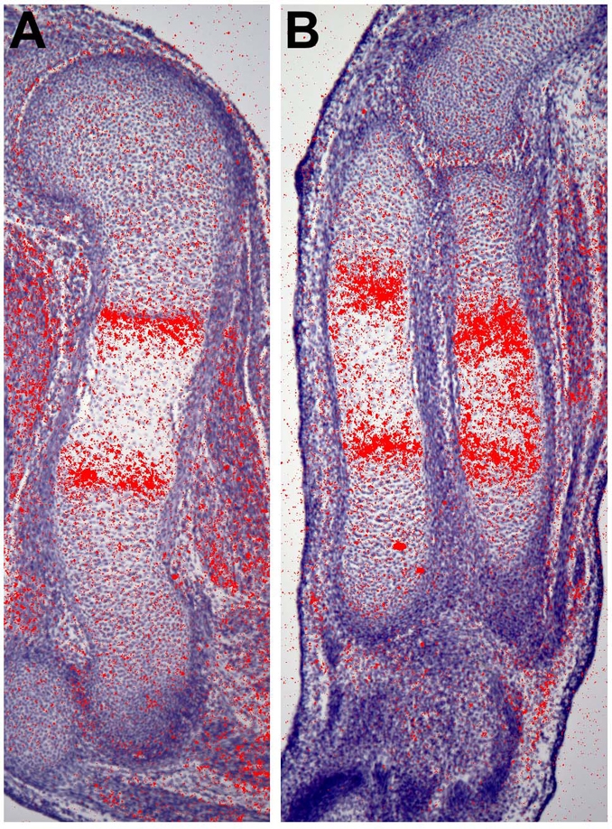 Fig. 12.