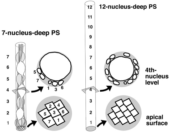 Figure 7